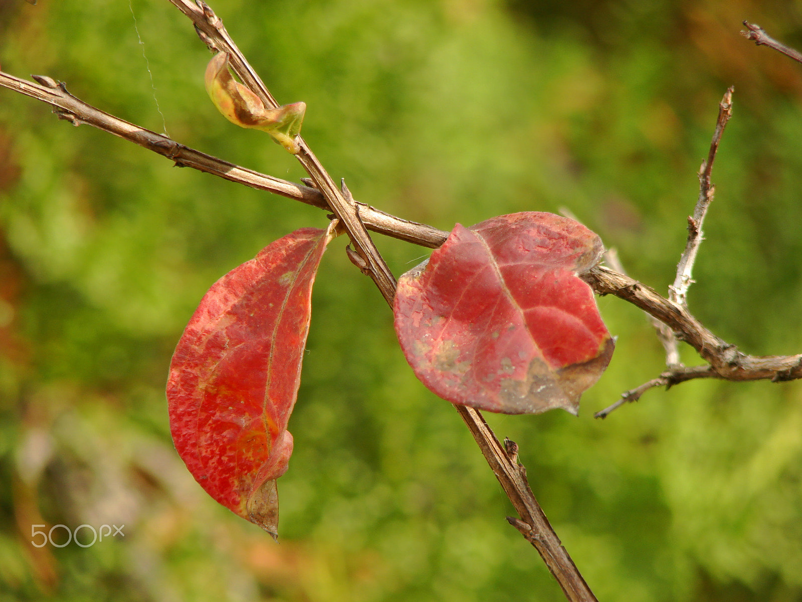 Sony DSC-H5 sample photo. The red cross photography