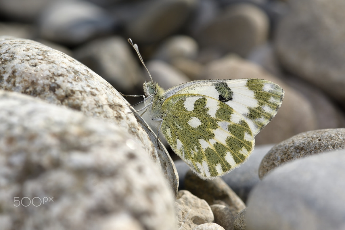 Nikon AF-S Micro-Nikkor 105mm F2.8G IF-ED VR sample photo. Butterfly photography