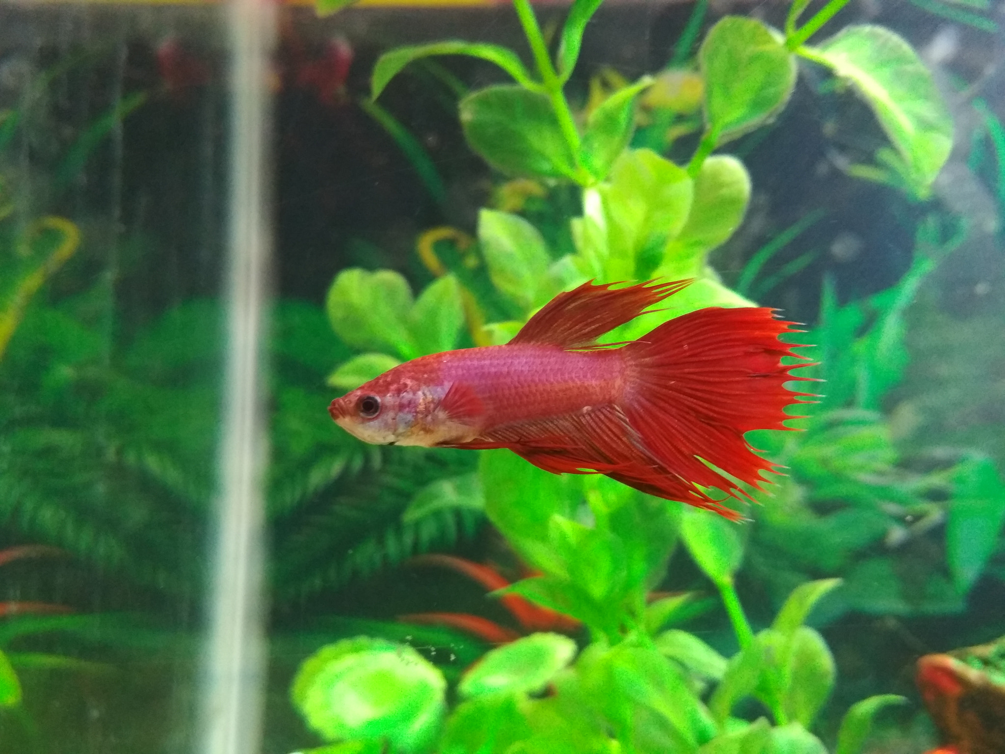 Xiaomi Redmi 4 Pro sample photo. #betta photography