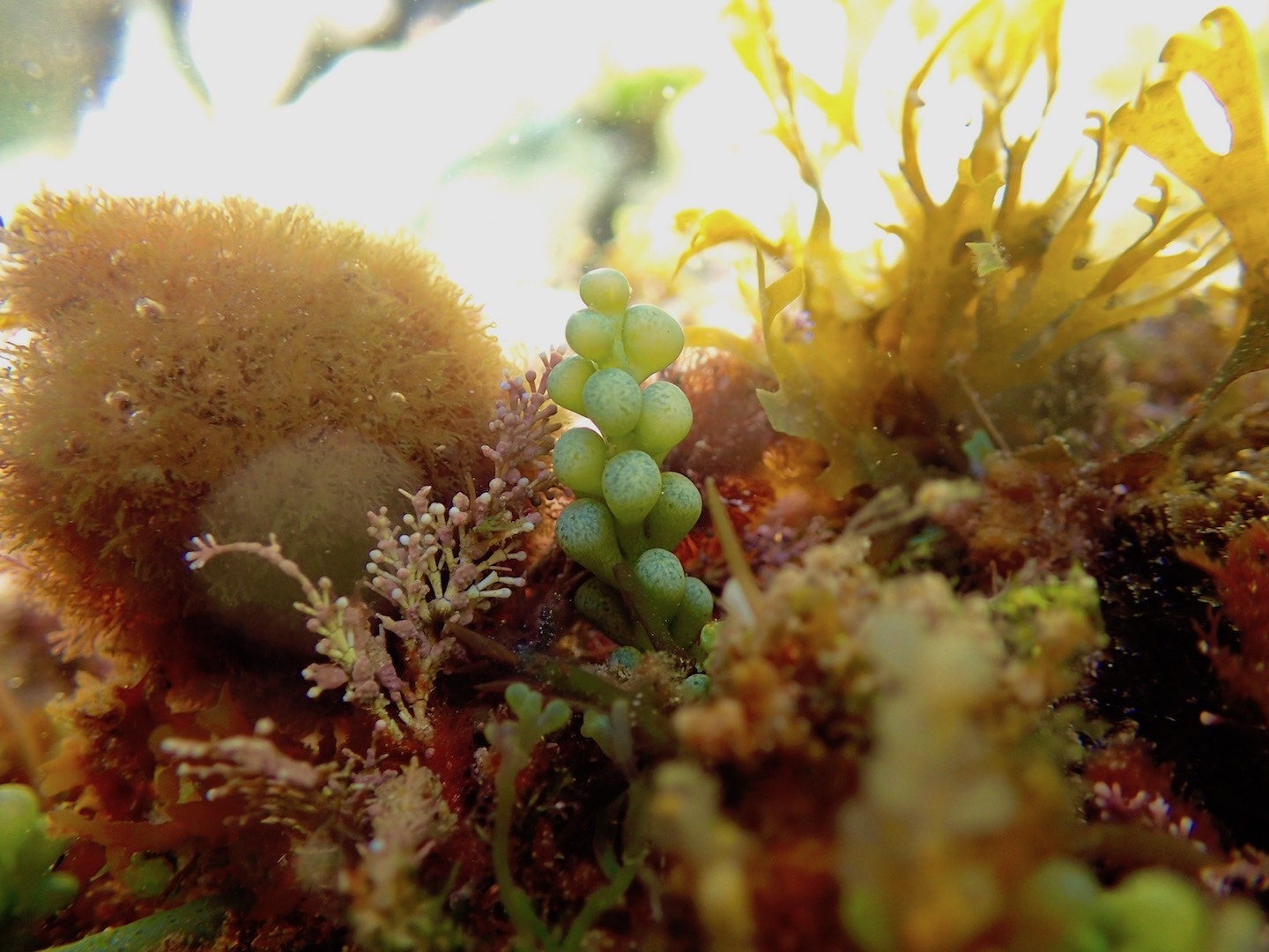 Olympus TG-4 sample photo. Caulerpa racemosa photography