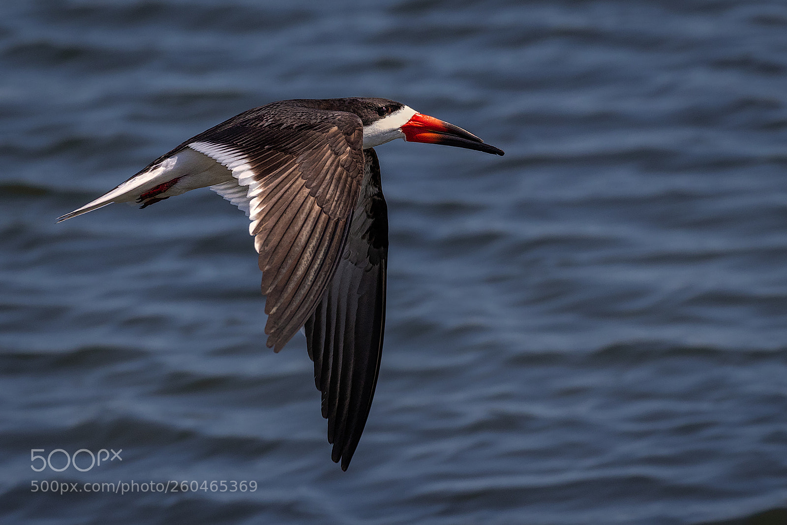Canon EOS 7D Mark II sample photo. Black skimmer flyby photography