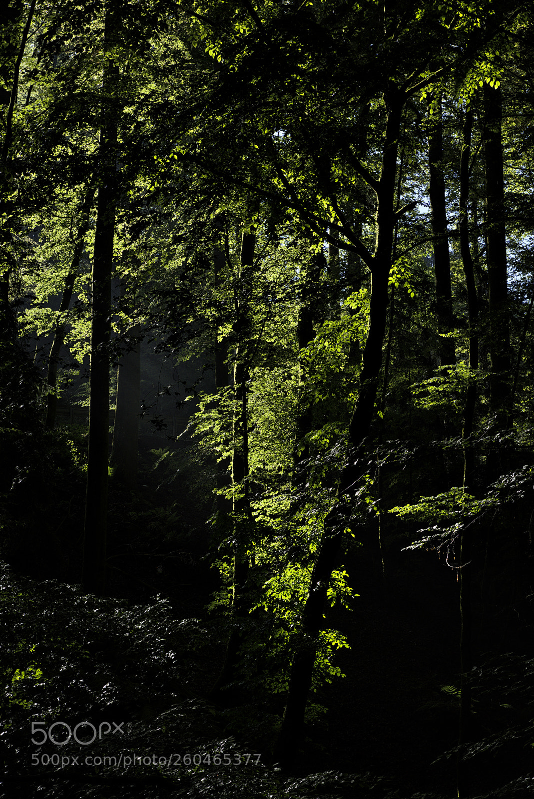 Nikon D750 sample photo. Forest42 photography