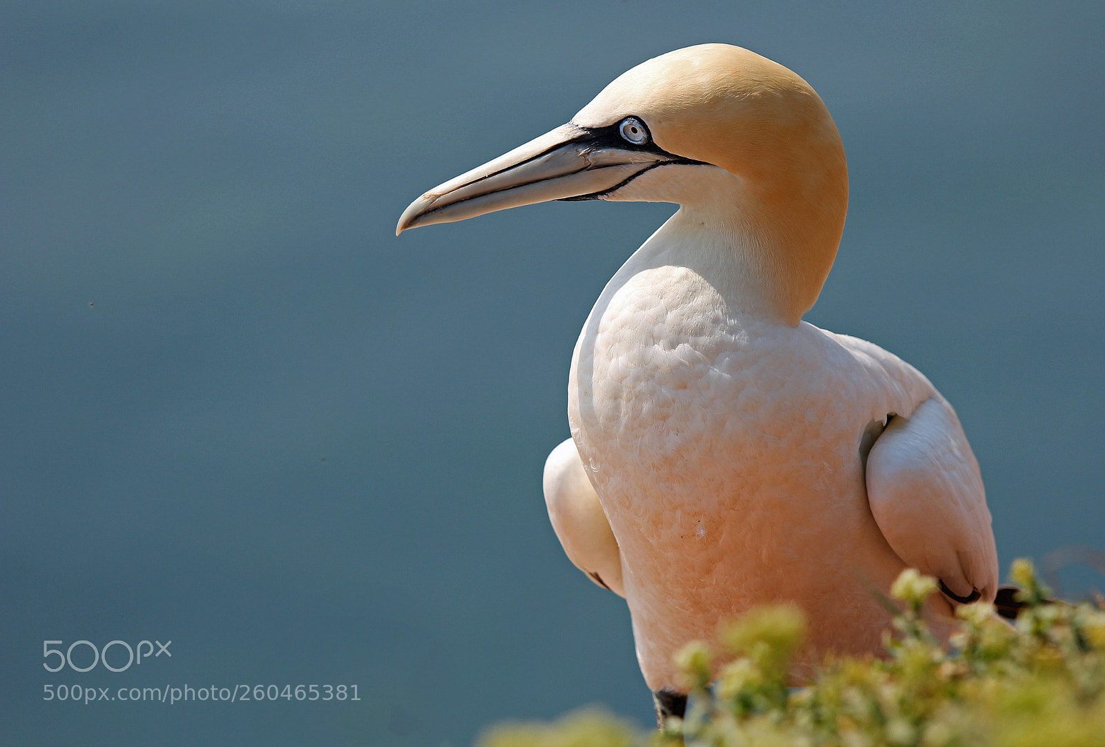 Canon EOS 550D (EOS Rebel T2i / EOS Kiss X4) sample photo. Northern gannet (morus bassanus) photography