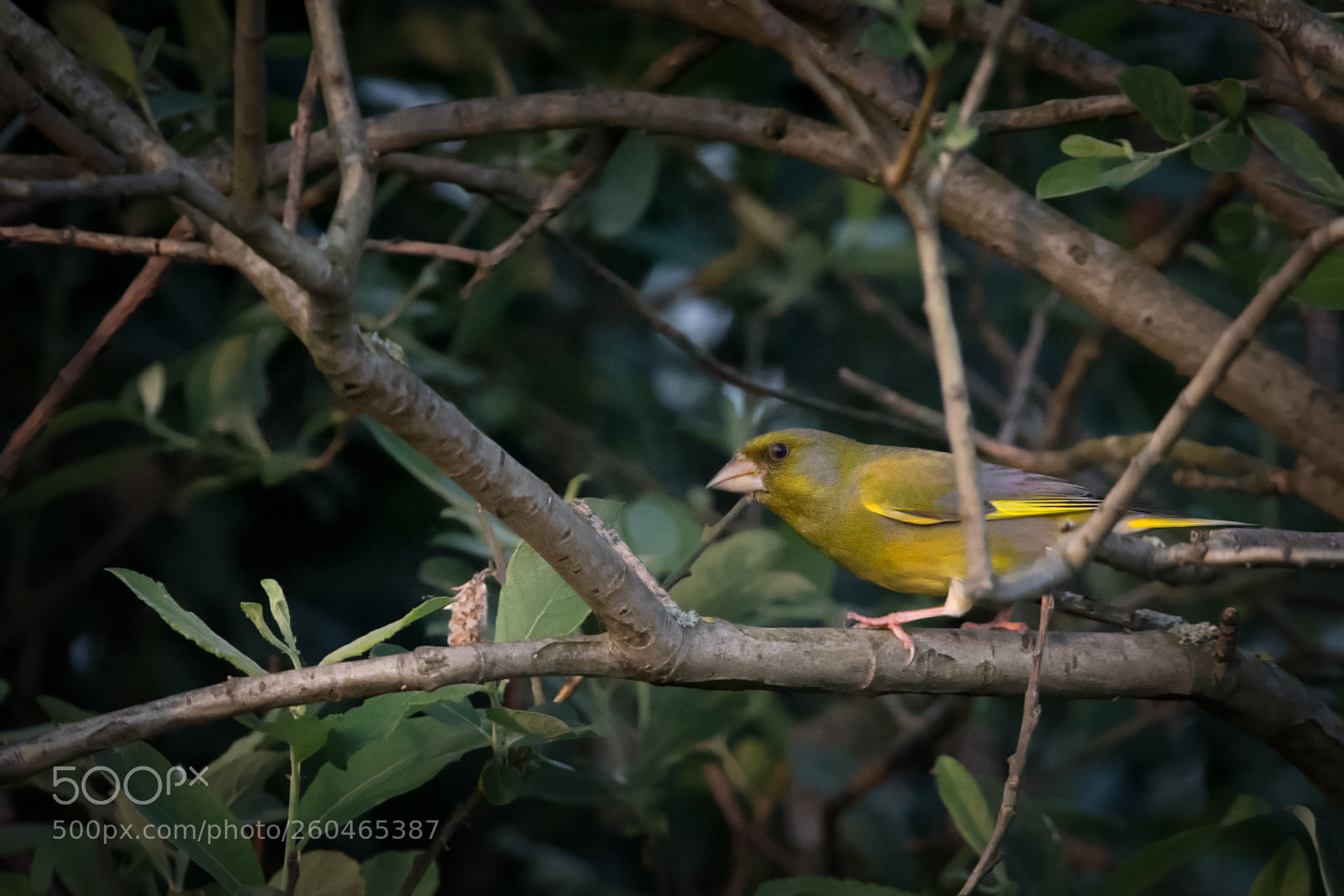 Nikon D7100 sample photo. Greenfinch in the spotlight photography