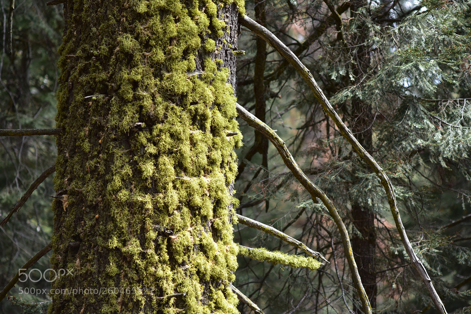 Nikon D750 sample photo. Moss on the trunk photography
