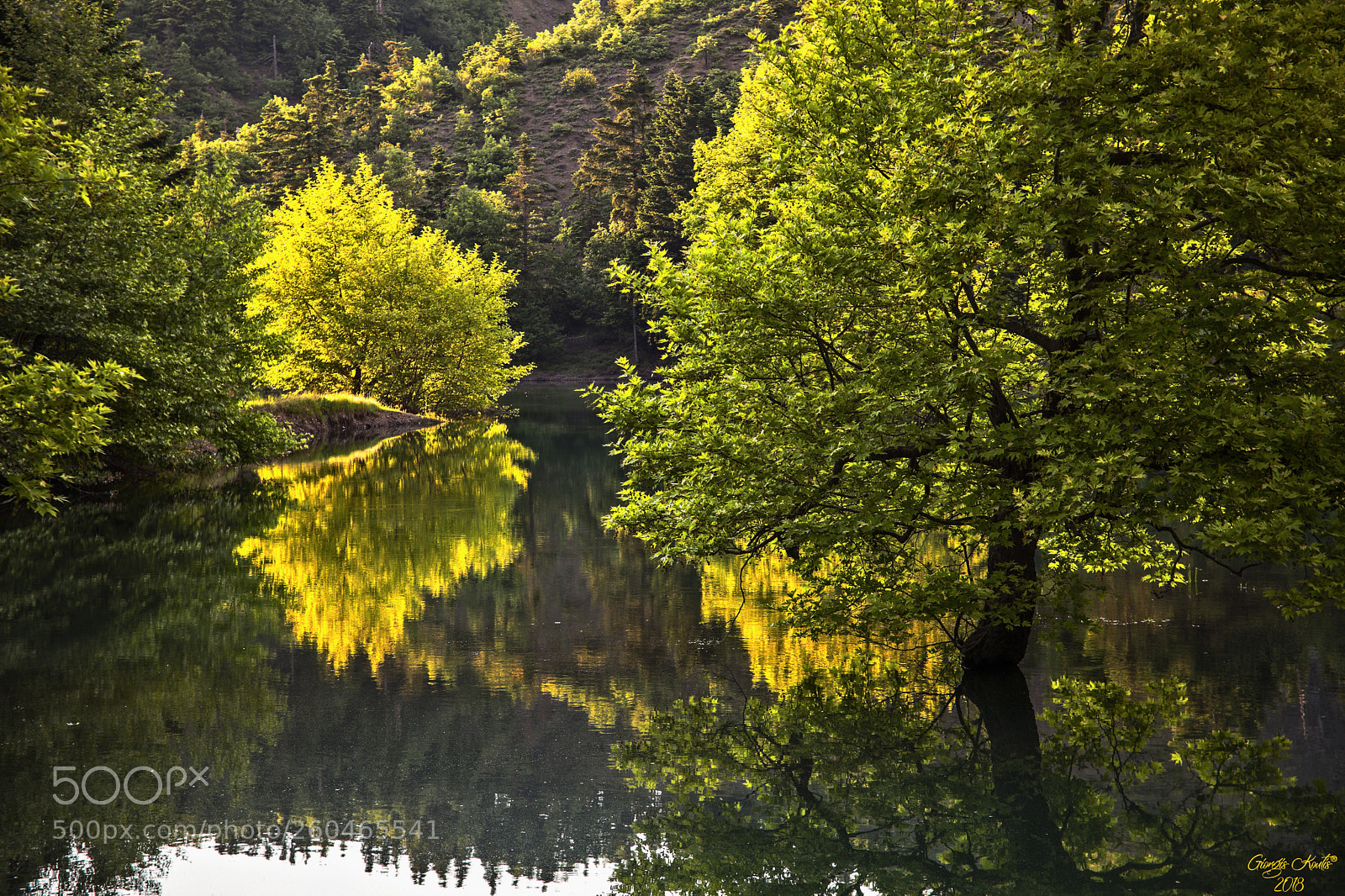 Canon EOS 5D Mark II sample photo. ..."jungle"... photography