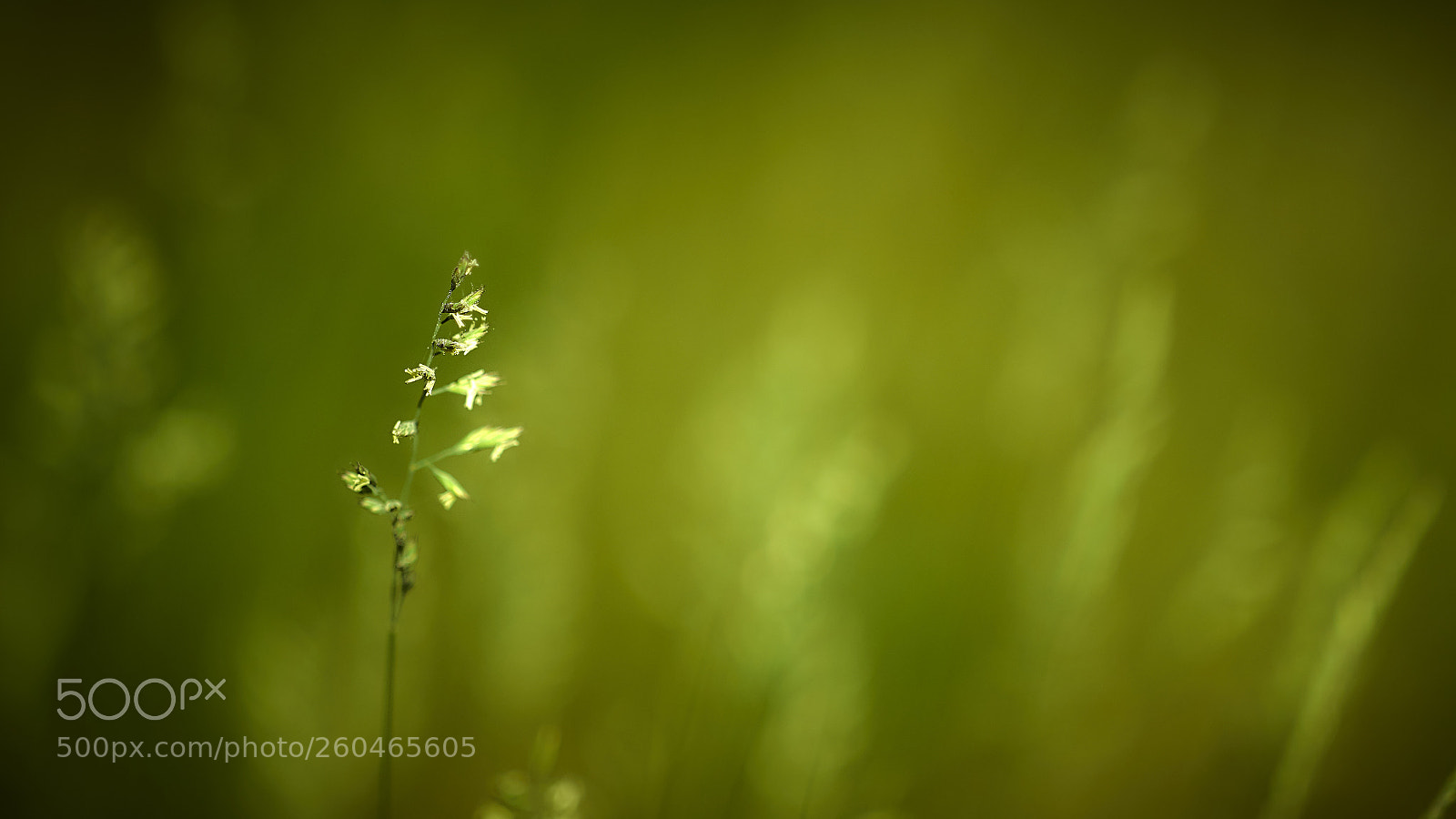 Nikon D850 sample photo. Green surroundings photography