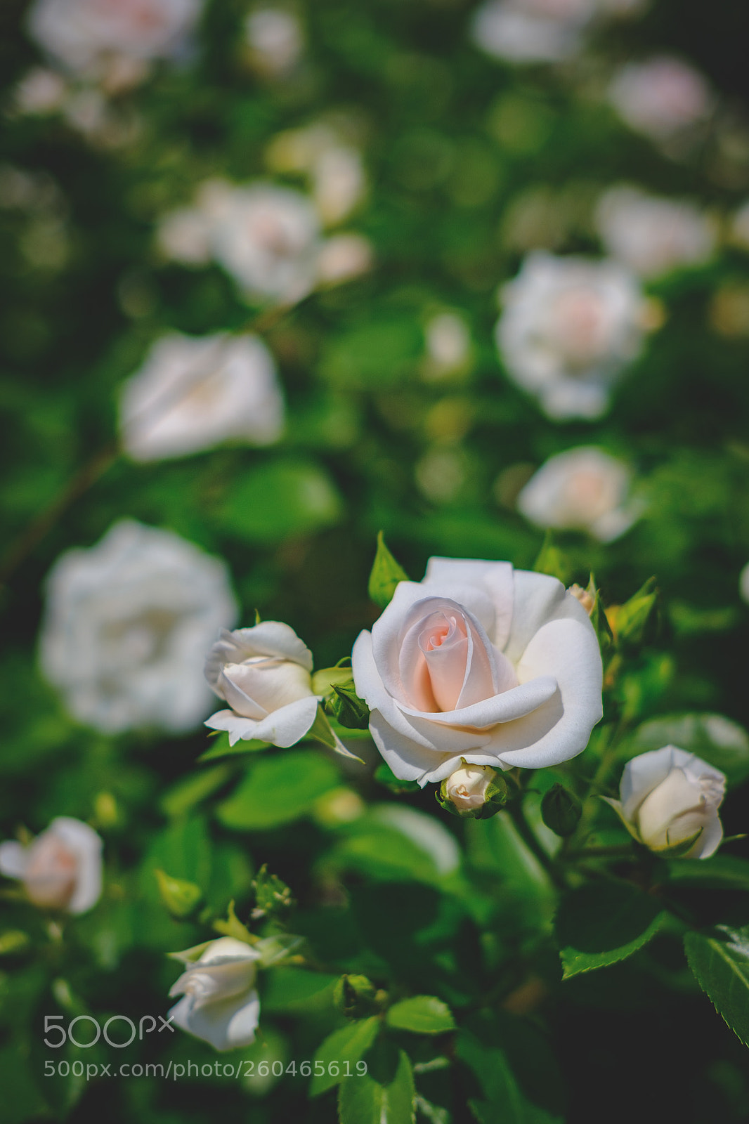 Fujifilm X-T20 sample photo. Wilde weiße rosen photography