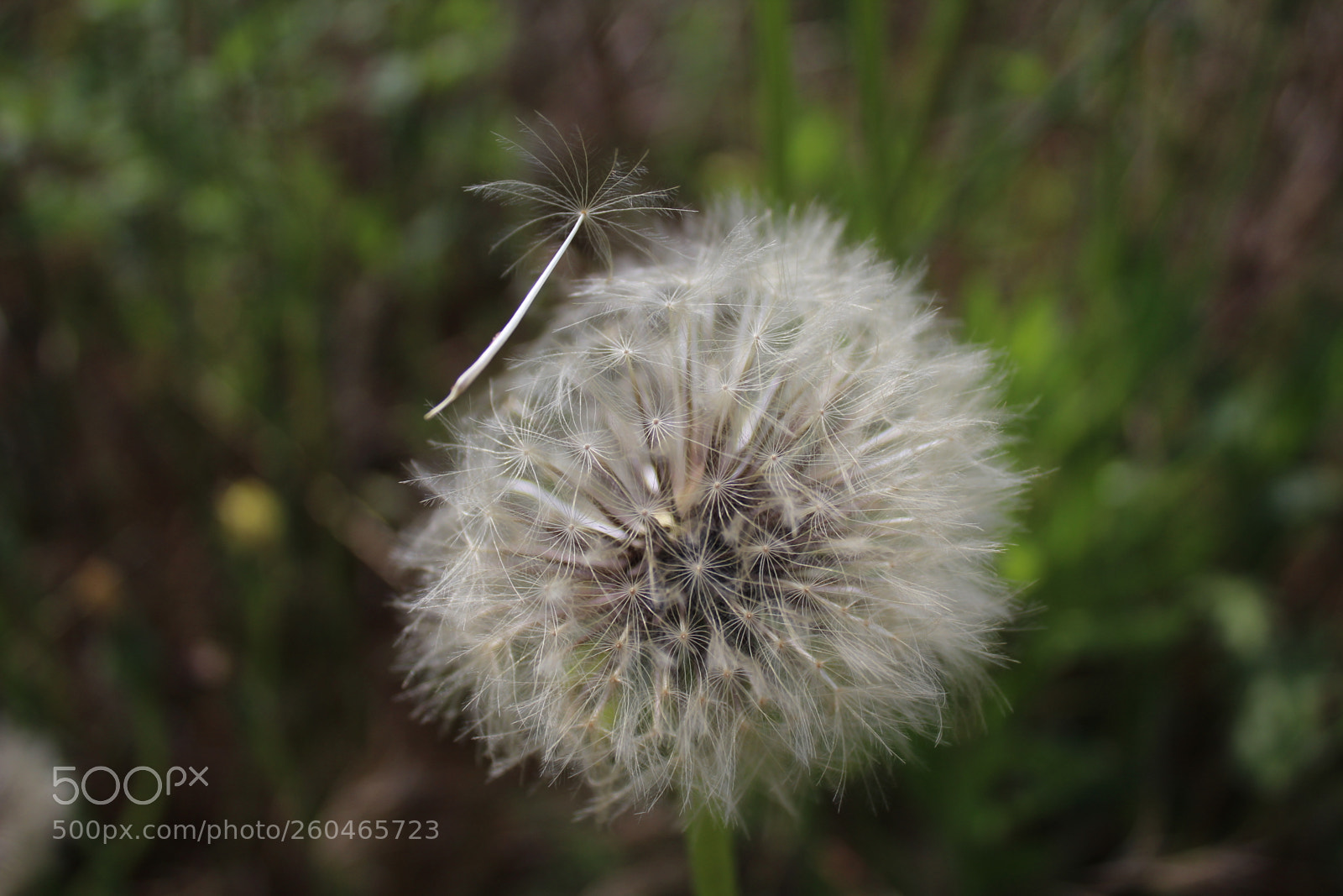 Canon EOS 1200D (EOS Rebel T5 / EOS Kiss X70 / EOS Hi) sample photo. Img photography