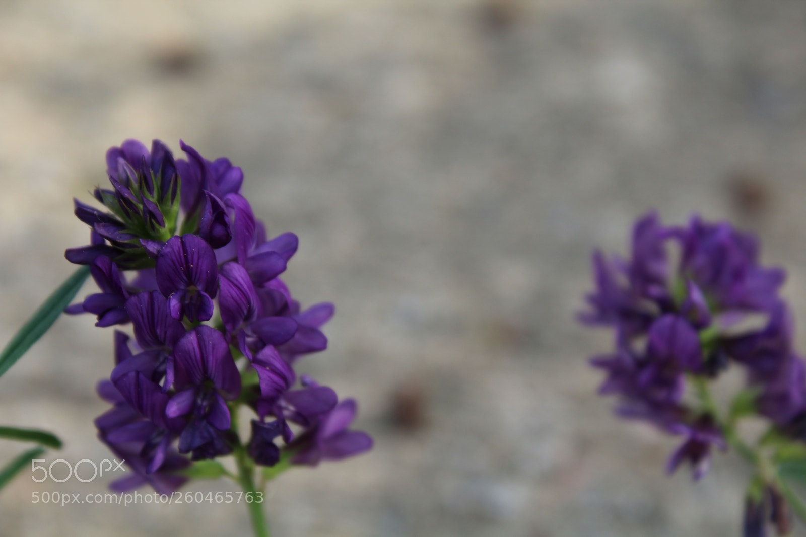 Canon EOS 1200D (EOS Rebel T5 / EOS Kiss X70 / EOS Hi) sample photo. Img photography