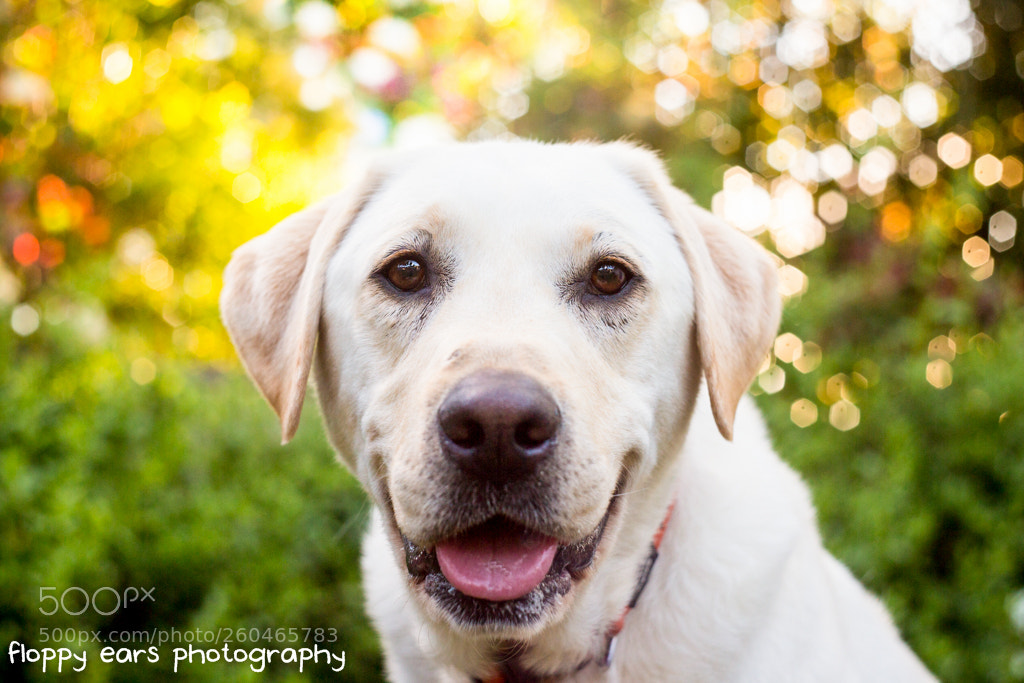 Canon EOS 6D sample photo. That time mav said photography