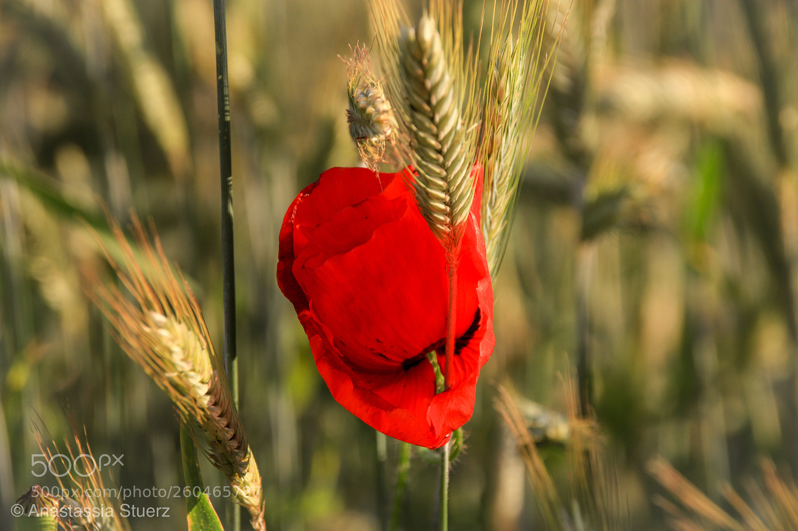 Canon EOS 77D (EOS 9000D / EOS 770D) sample photo. In the corn field  photography