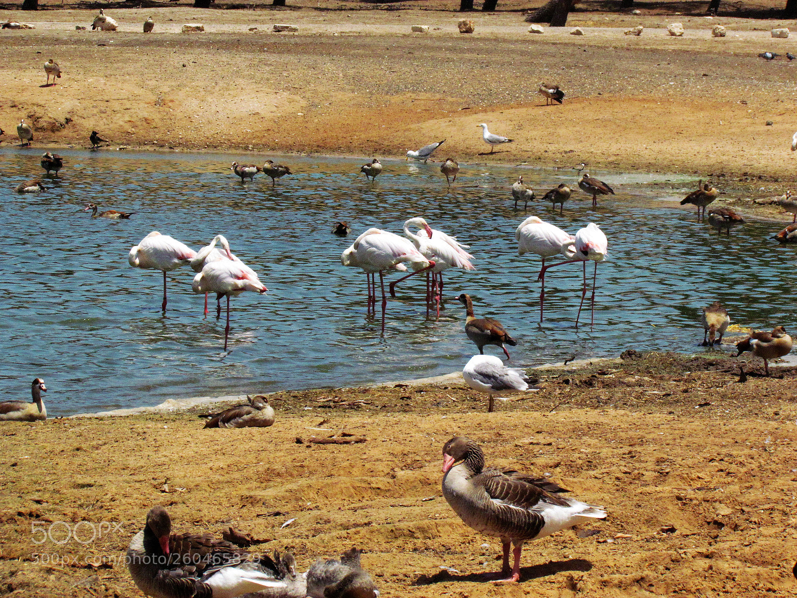 Canon PowerShot SX30 IS sample photo. Flamingo ducks photography