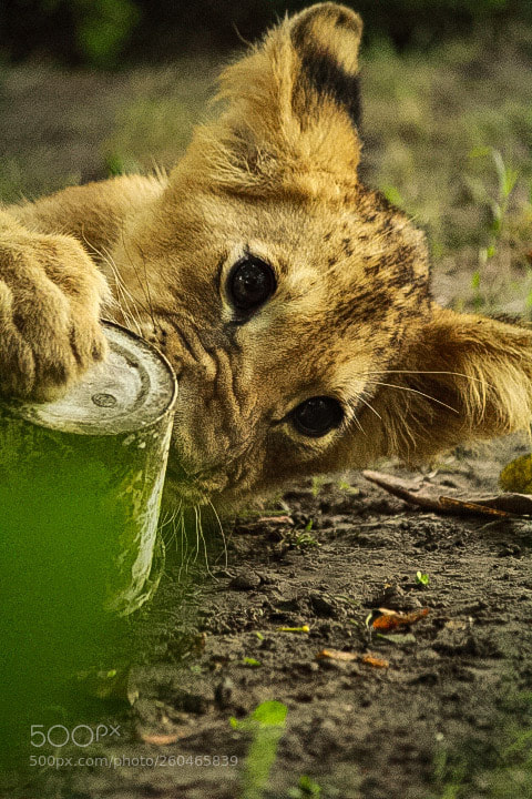 Canon EOS 1300D (EOS Rebel T6 / EOS Kiss X80) sample photo. Lion cub. photography