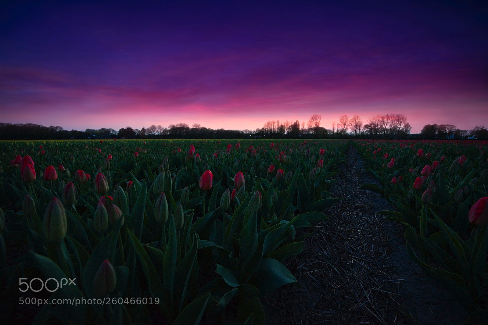 Sony a7 II sample photo. Red tulips photography