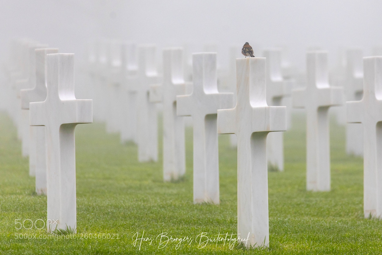 Canon EOS 5D Mark IV sample photo. 9,387 white crosses photography