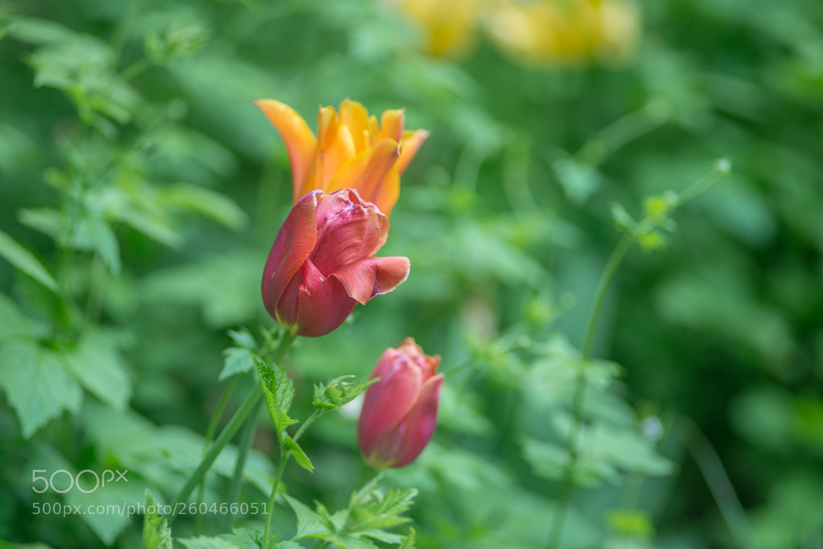 Nikon D800 sample photo. Tired tulip photography