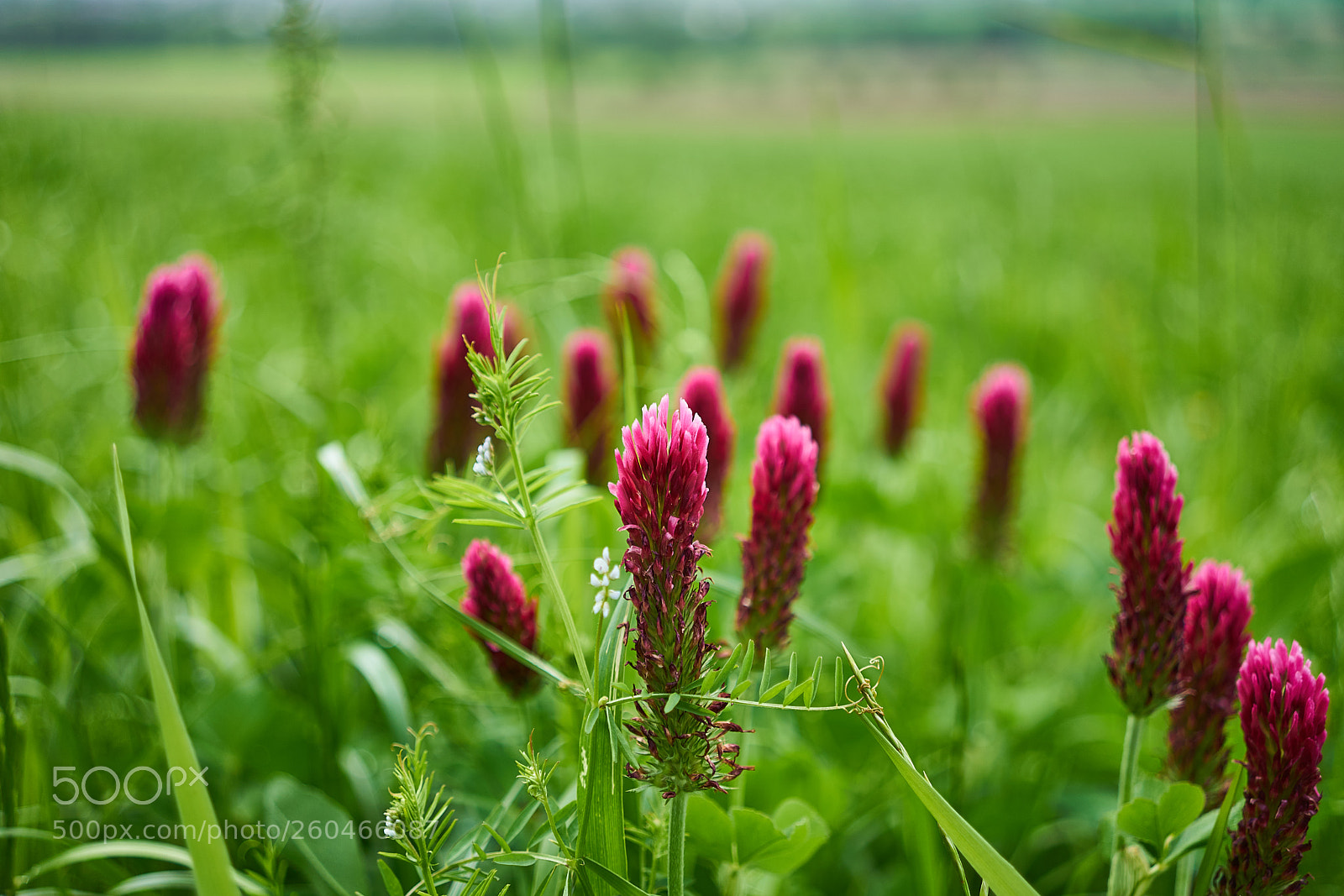 Sony a7 II sample photo. Grün und rot photography