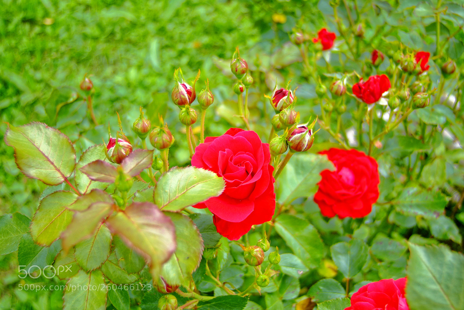 Fujifilm FinePix S3 Pro sample photo. Bright red tea roses photography
