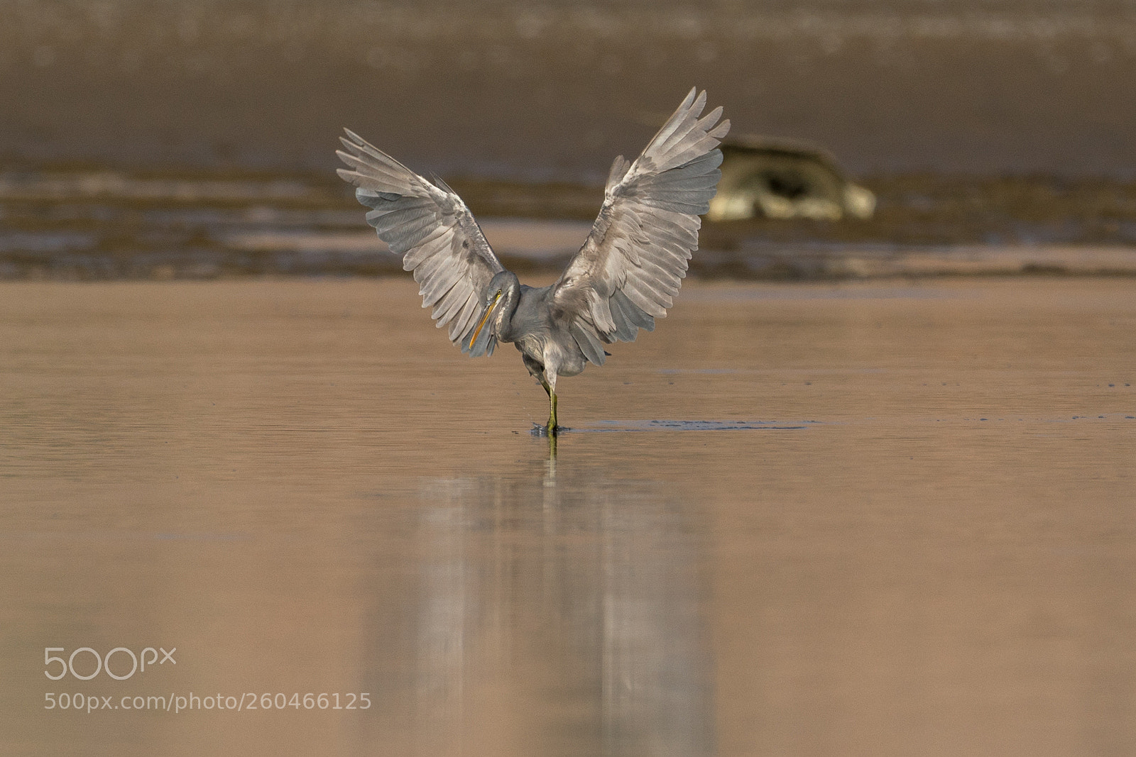 Sony a7R II sample photo. Birdposing photography