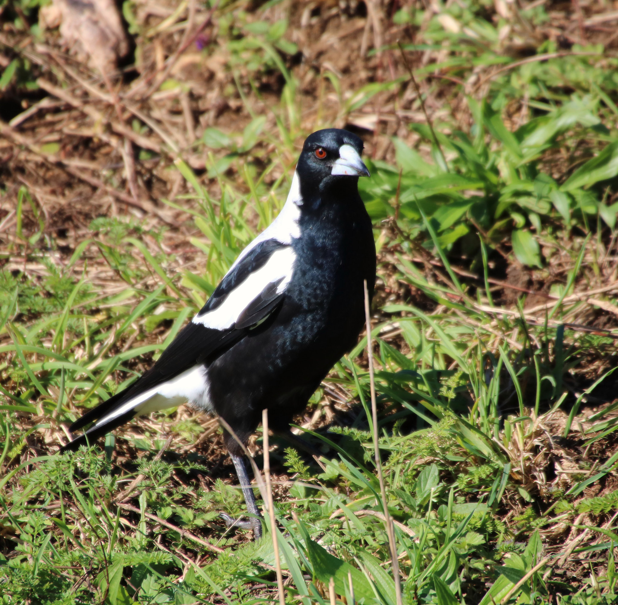 Canon EOS 750D (EOS Rebel T6i / EOS Kiss X8i) sample photo. Wait this isn't australia photography