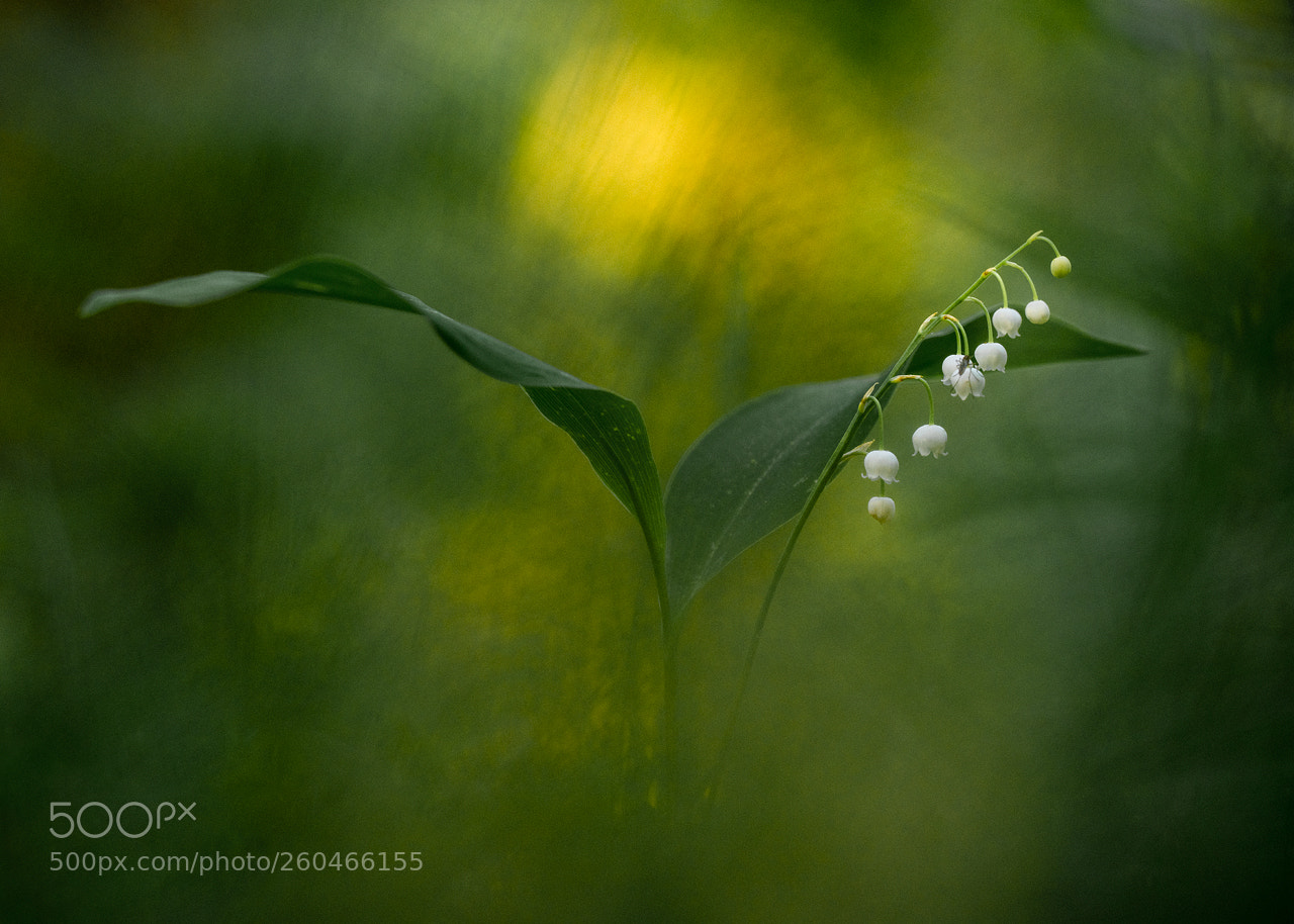 Nikon D850 sample photo. Flower photography