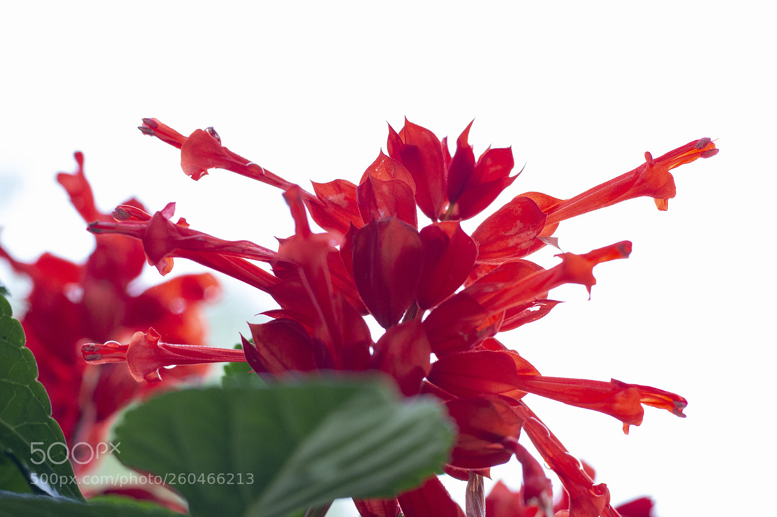 Canon EOS 70D sample photo. Untitled photography