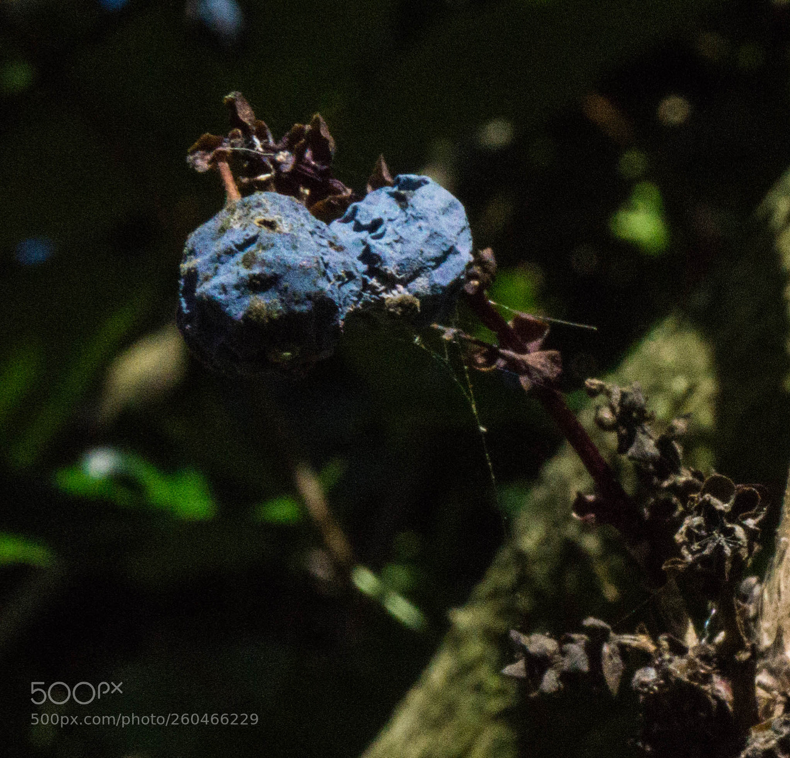 Sony a6000 sample photo. Bluesberries photography