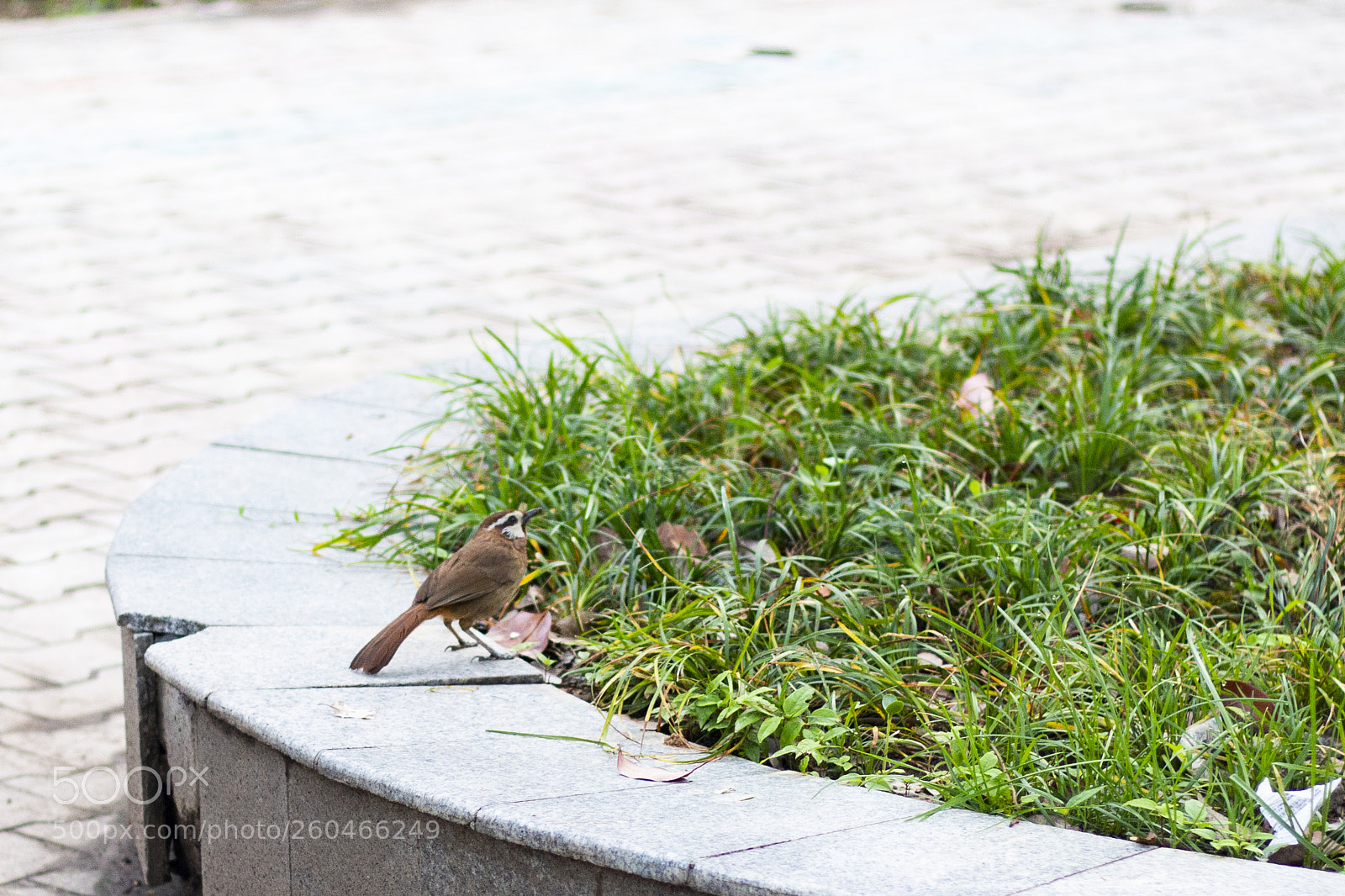 Canon EOS 70D sample photo. Untitled photography
