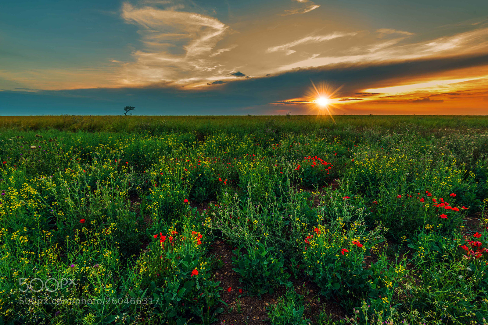 Nikon D750 sample photo. Campo de color photography