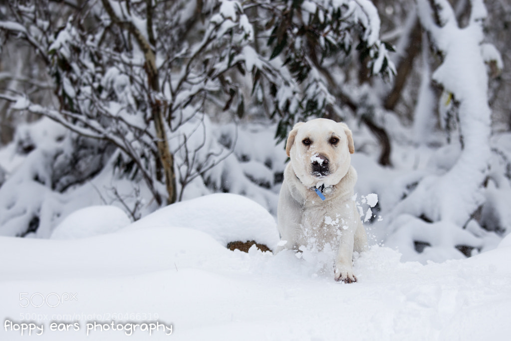 Canon EOS 6D sample photo. That time there was photography