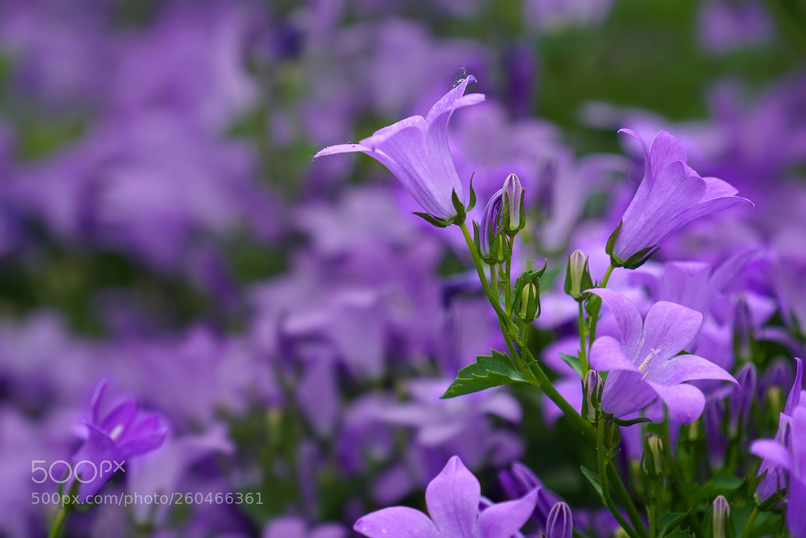 Sony a6000 sample photo. Tiny bells photography