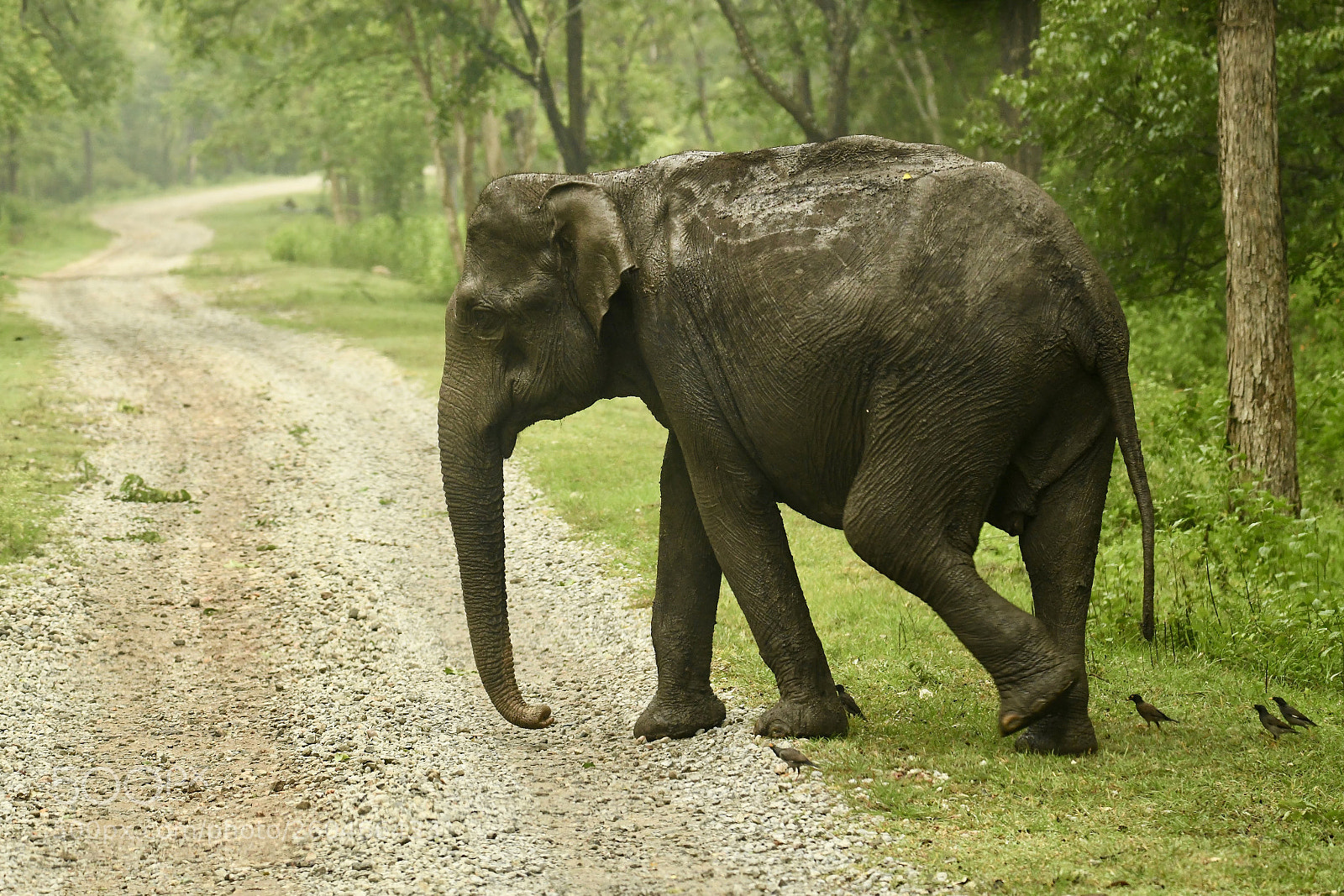 Nikon D850 sample photo. Elegant giant... photography