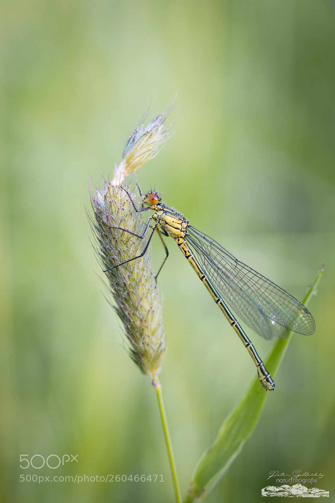 Canon EOS 5D Mark IV sample photo. Yellow dragonfly photography