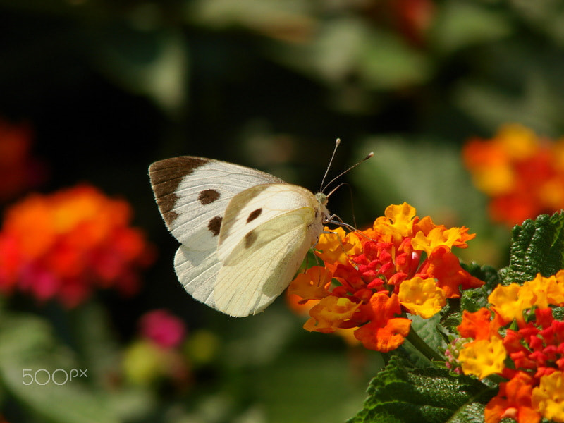 Sony DSC-H5 sample photo. The summer butterfly photography