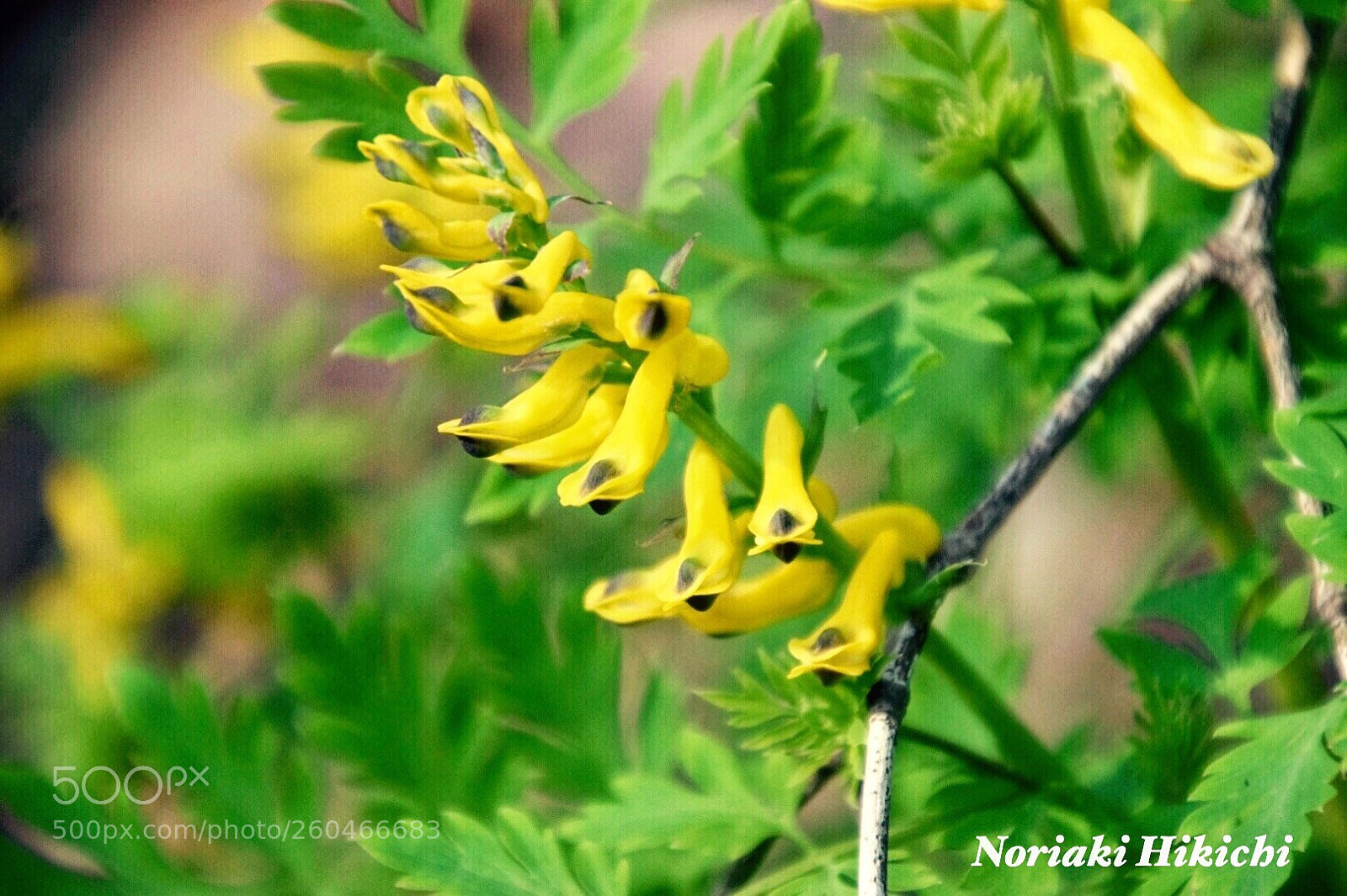 Nikon D5300 sample photo. Untitled photography