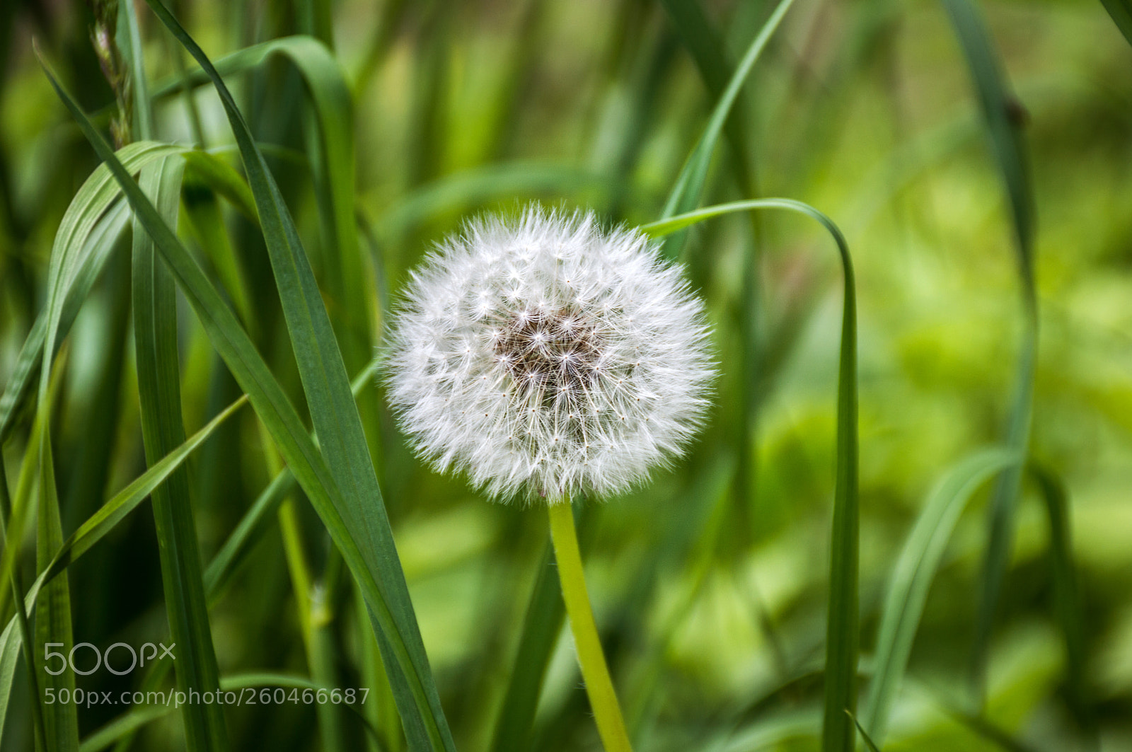 Nikon D3200 sample photo. F-0010 photography