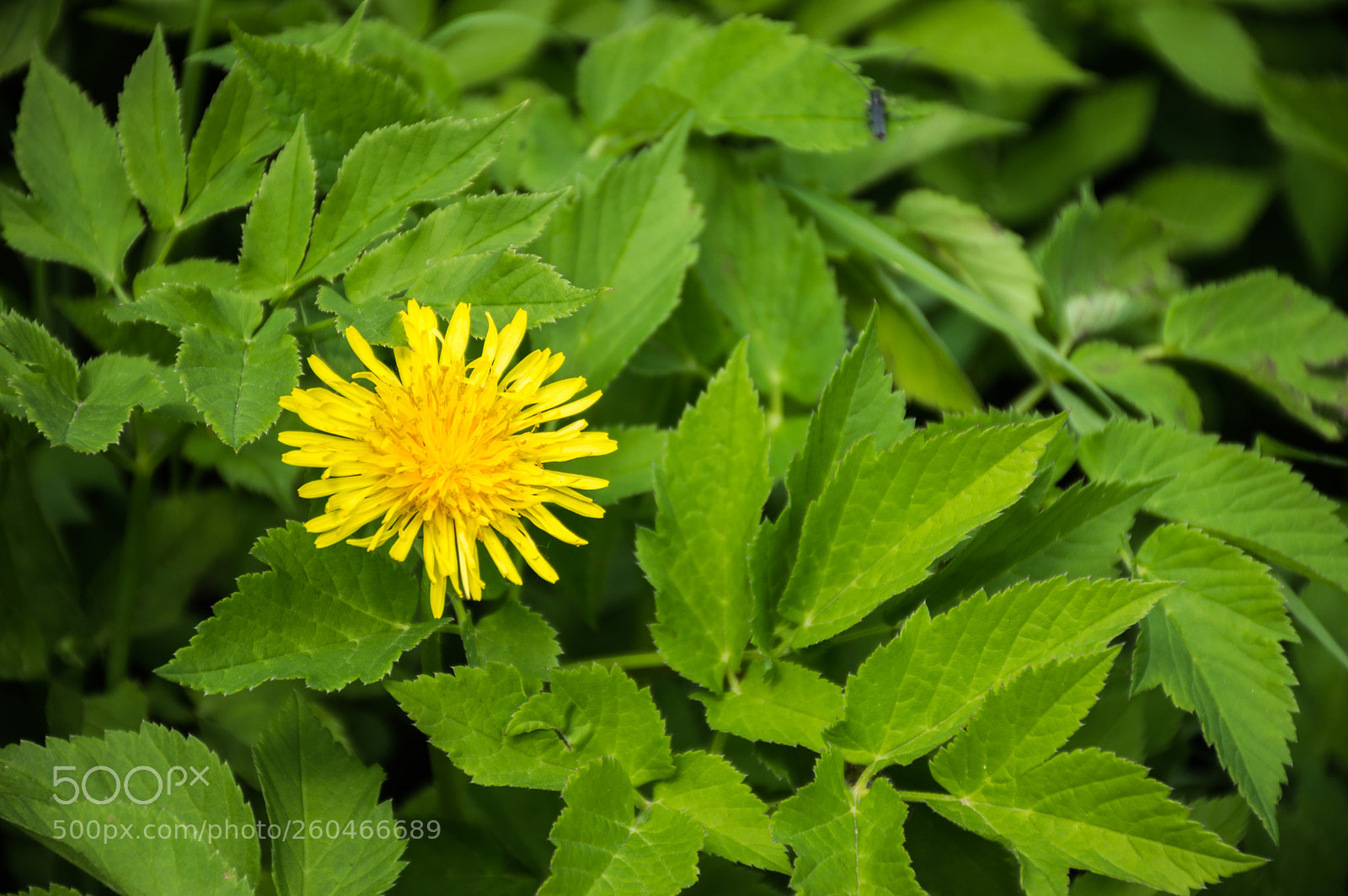 Nikon D3200 sample photo. F-0011 photography
