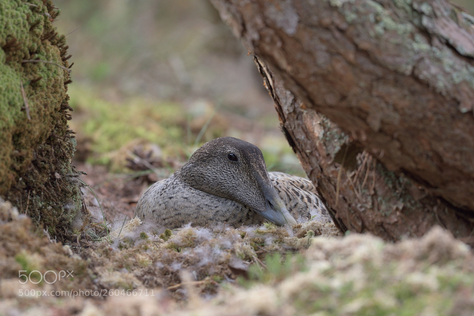 Nikon D750 sample photo. Common eider photography