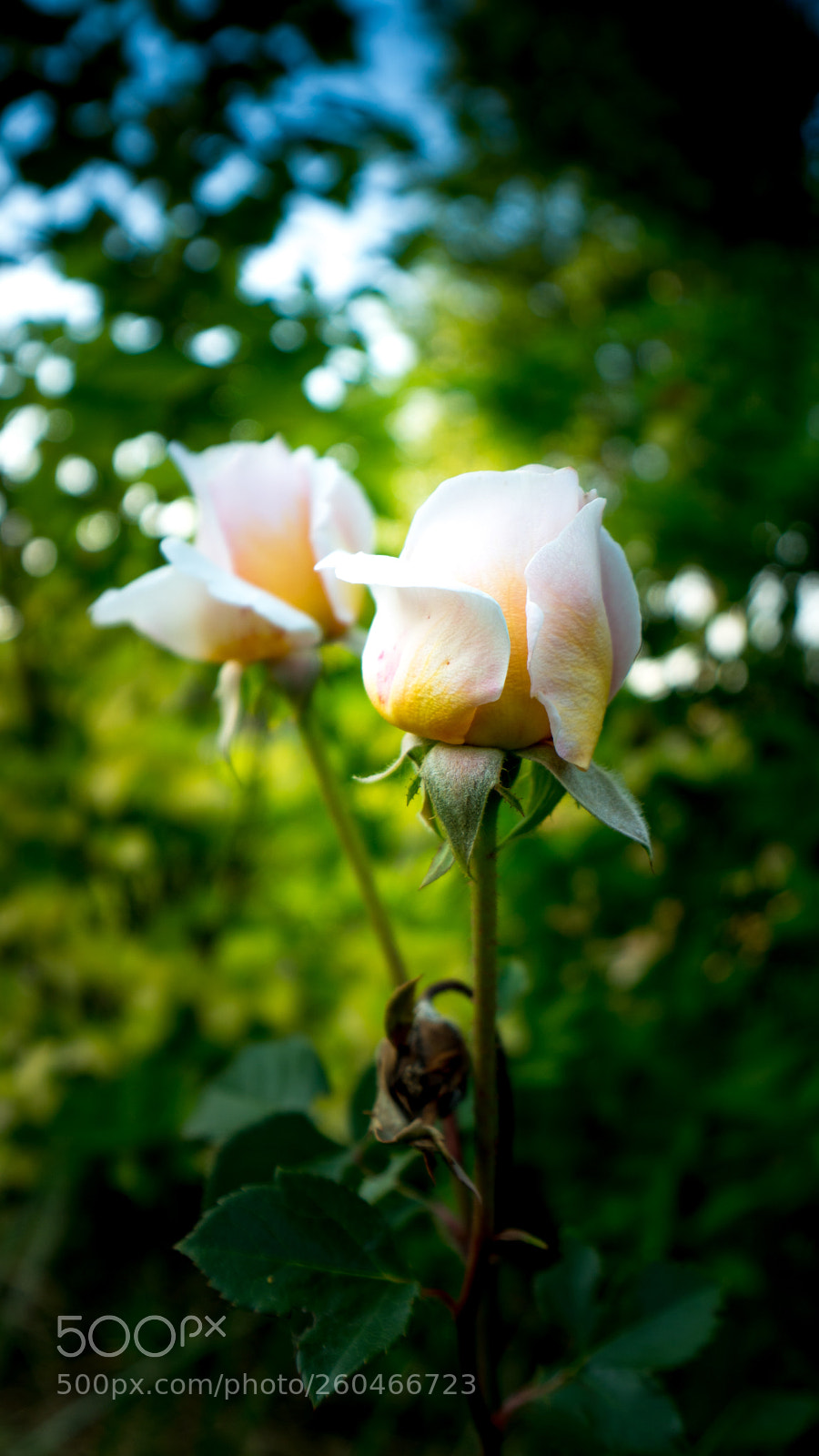 Sony a6300 sample photo. Plants photography