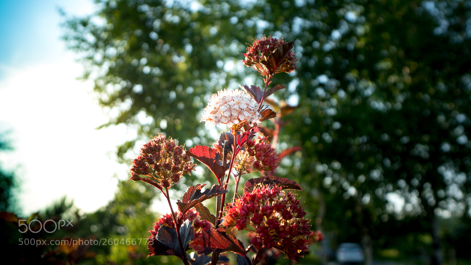 Sony a6300 sample photo. Plants photography