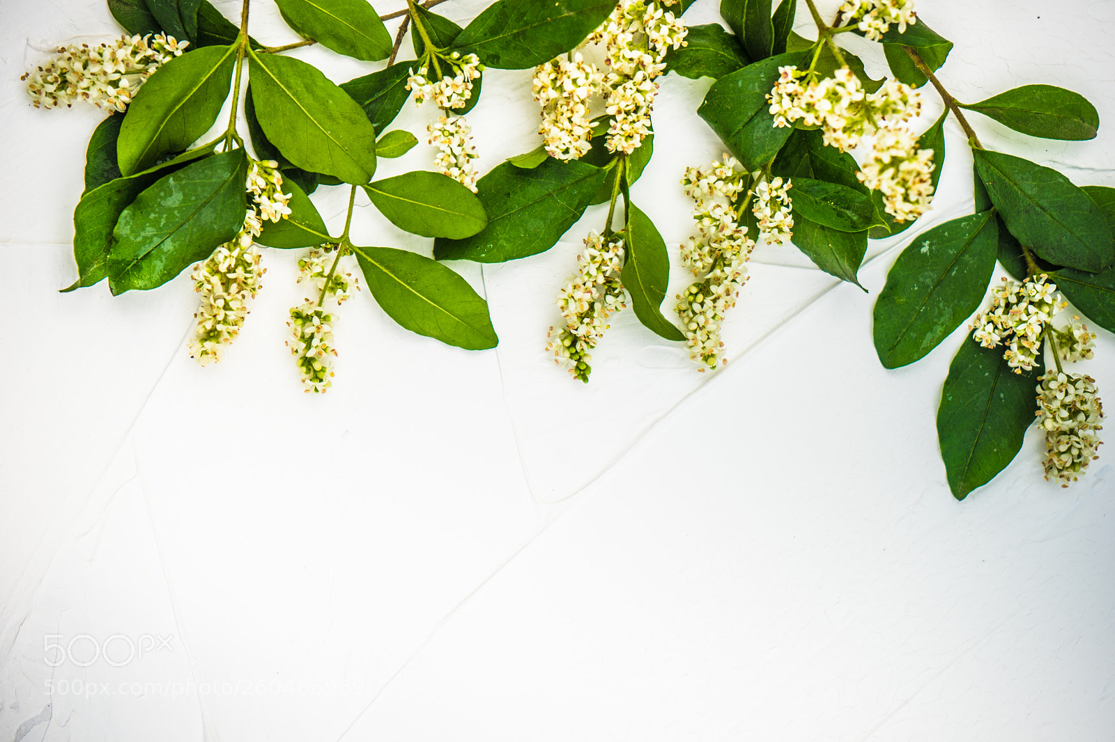 Sony a7 sample photo. White flowers on white photography