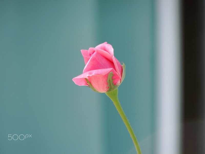 Sony DSC-H5 sample photo. Rising to sun photography