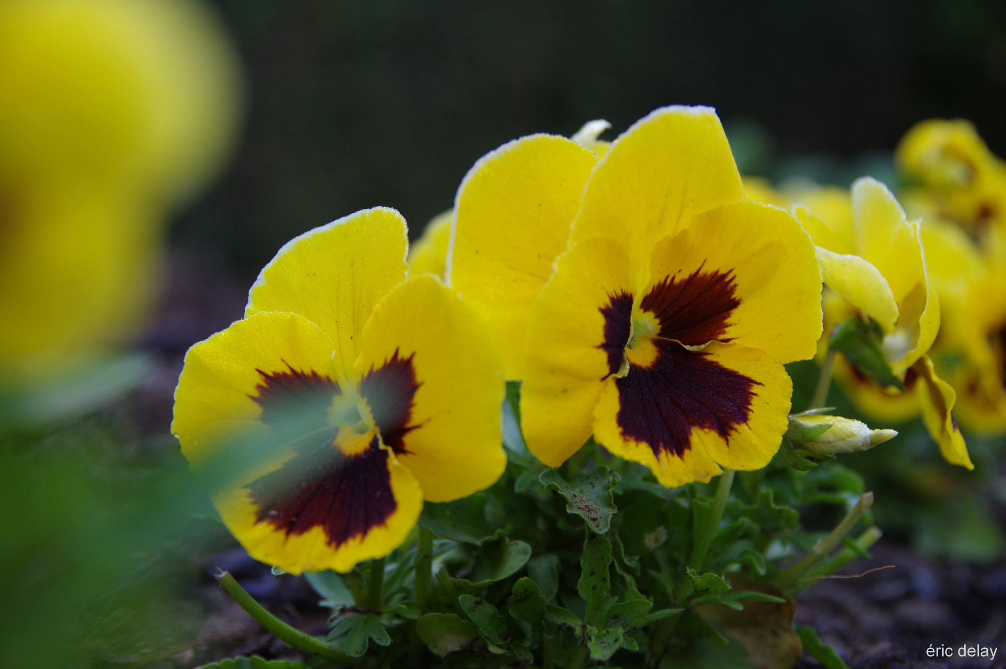Pentax K-3 sample photo. Pensées photography