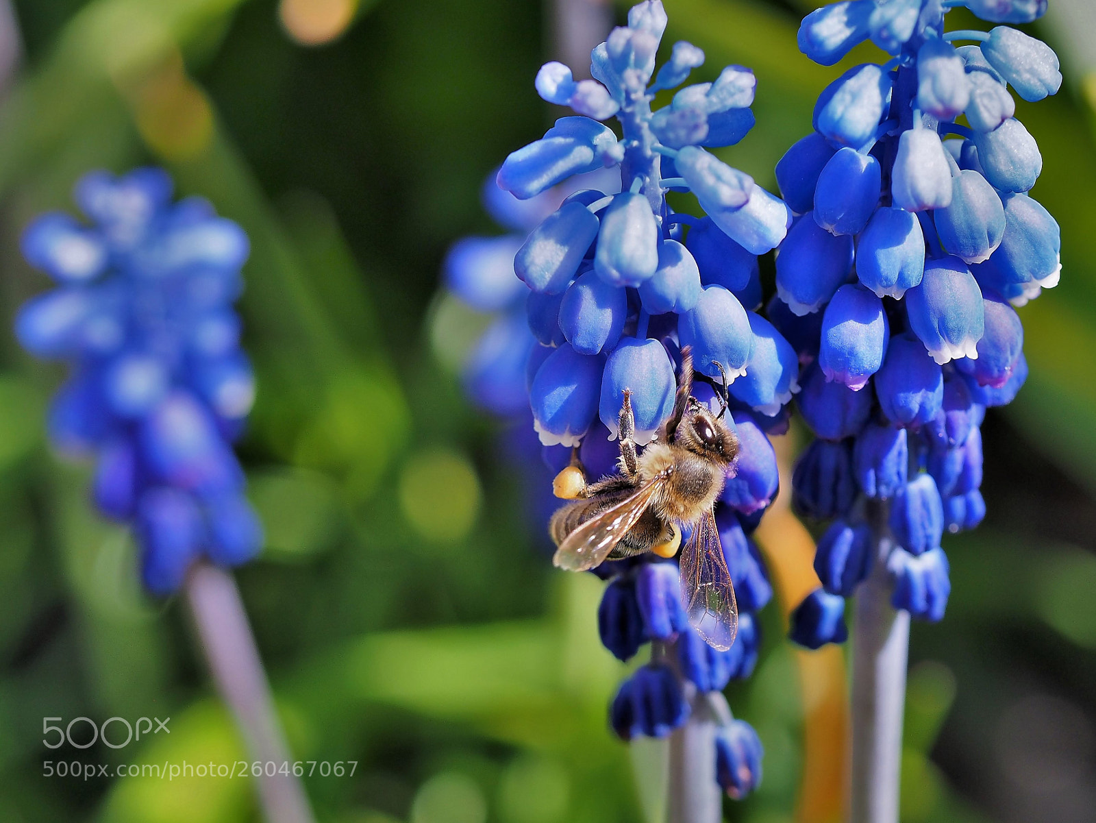Olympus OM-D E-M1 Mark II sample photo. Bee in blue photography