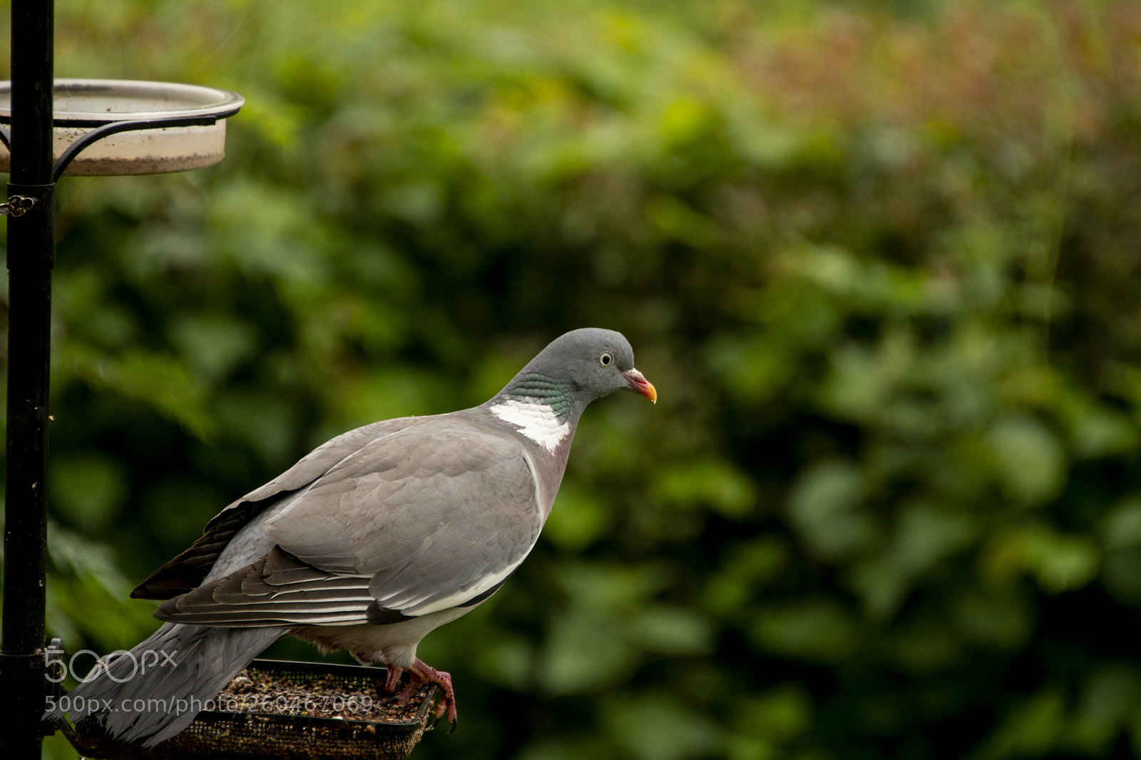 Nikon D7100 sample photo. Pigeon photography