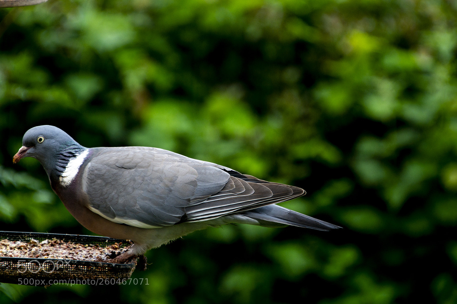 Nikon D7100 sample photo. Pigeon photography