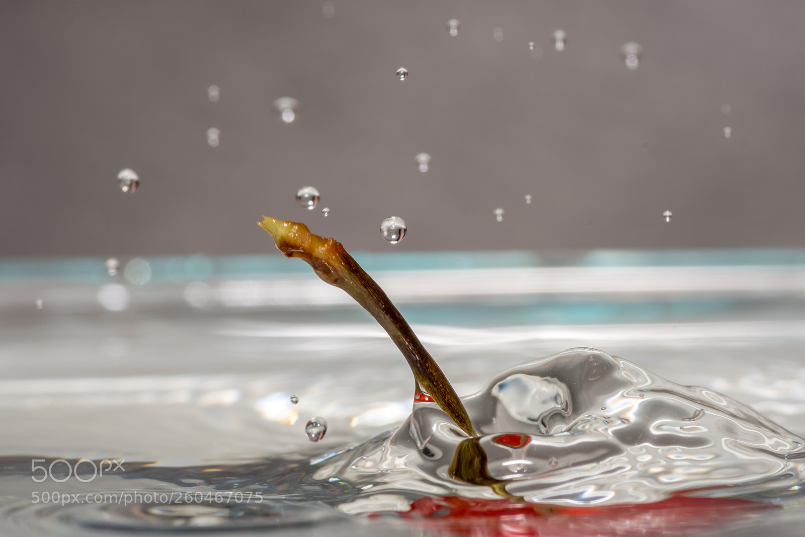 Nikon D500 sample photo. Isolate macro of red photography