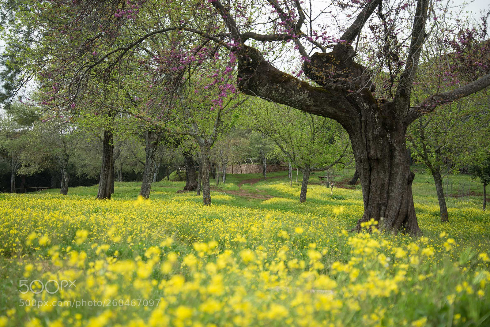 Nikon D610 sample photo. Aracena photography