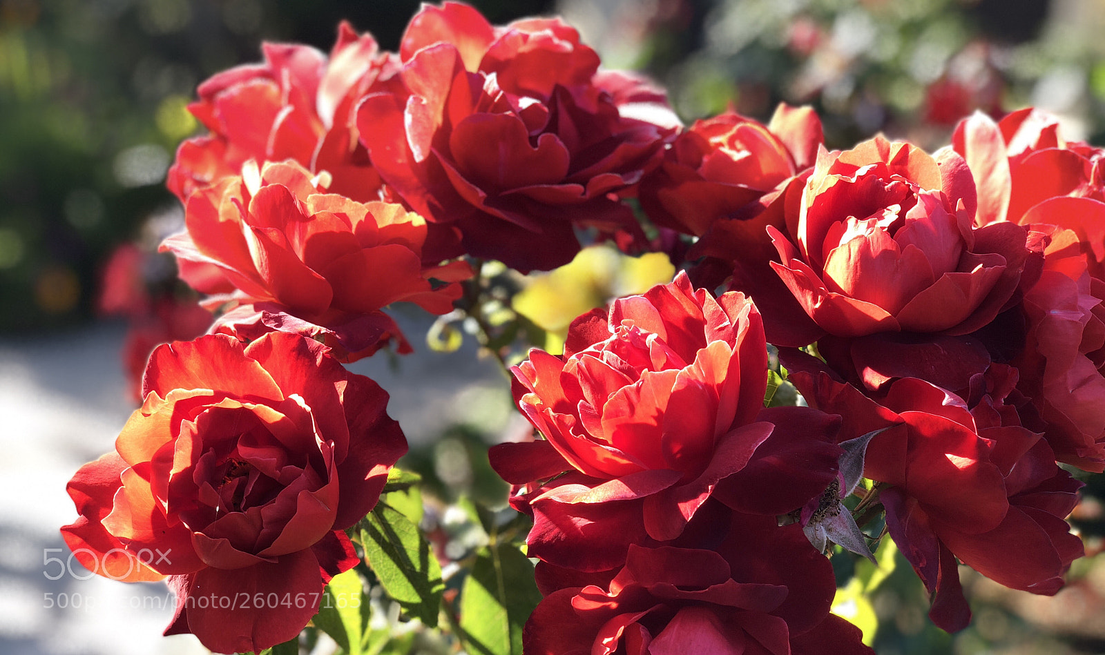 Apple iPhone X sample photo. Happiness roses photography